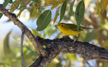 Yellow Warbler - warbler, animal, bird, yellow, tree