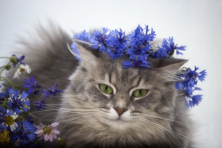 Cat - vara, cat, pisici, cornflower, wreath, summer, daykiney, face, blue, cute