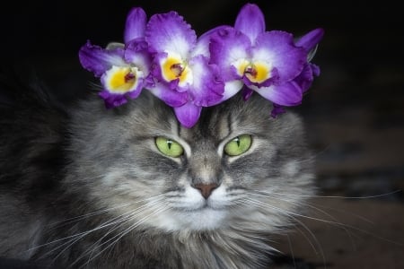 Cat - yellow, orchid, flower, cat, animal, wreath, purple, pisici, cute, face