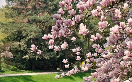 Magnolia - flowering, spring, tree, magnolia