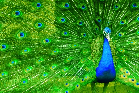 Proud Peacock - Peacock, Nature, Colorful, Bird, Feathers