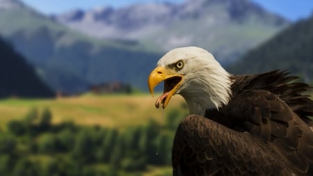 Bald Eagle - raptor, mountains, bird, head, wilderness