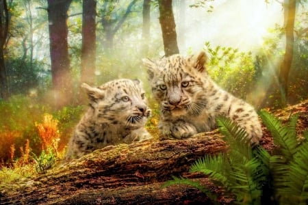 Snow Leopards - sunrays, trees, cubs, colors, forest