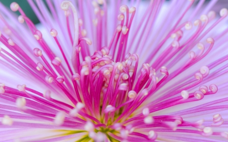 Chrysanthemum - flower, pink, texture, chrysanthemum, skin, autumn