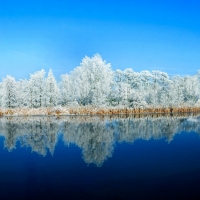 Reflection in the Lake