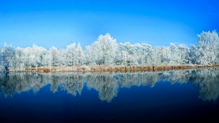 Reflection in the Lake - lake, trees, reflection, winter, frozen