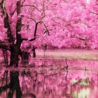 Pink Blossom Reflection