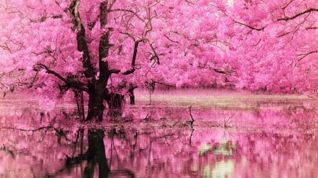 Pink Blossom Reflection - Reflection, Pink, Blossom, Tree