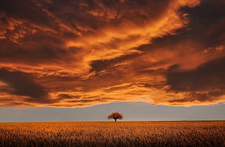 Lonely Tree - Tree, Beautiful, Clouds, Tranquil the scene