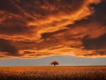 Lonely Tree