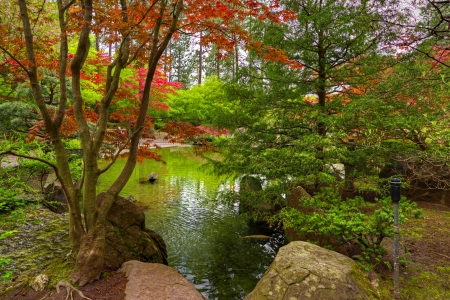 Japanese garden in early autumn - early, autumn, trees, park, japanese, serenity, beautiful, stones, pond, garden