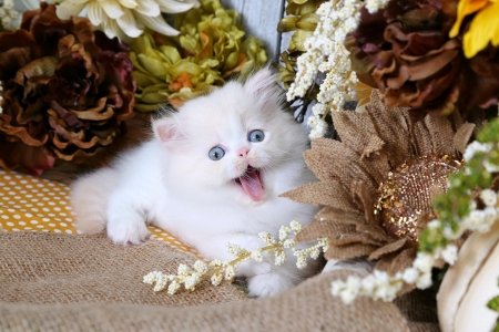 Joy - sweet, joy, flowers, pet, smile, white, kitten, cute, adorable, kitty