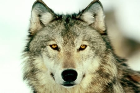 Timber Wolf - wolf, nature, animal, majestic, beautyful, timber wolf