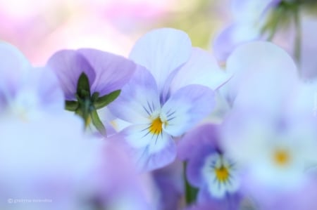 pastel paradise - flowers, nature, photography, beauty, pastel