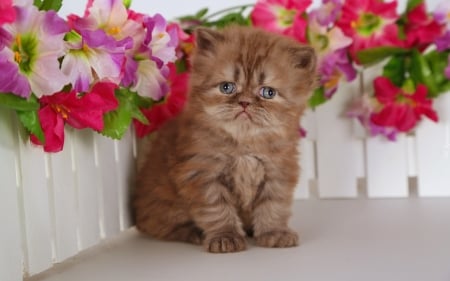 so sweet kitty - flowers, photography, cats, cool, sweet, animals