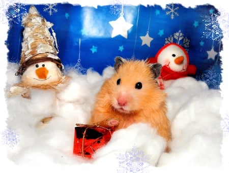 Xmas Hamster - christmas, snow, xmas, hamster