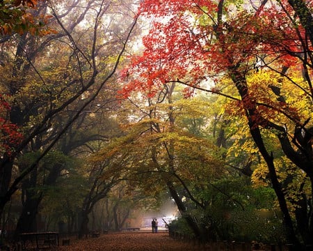 MORNING WALK IN A PARK - trees, autumn, foggy, morning, walk, couple