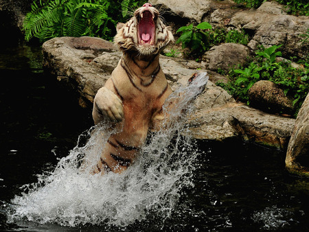 Bengal tiger - water, rocks, hunter