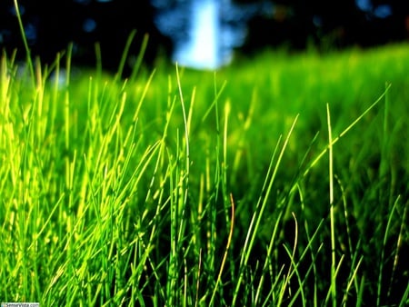 grass - nature, nice, wallpaper, pic