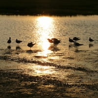 Birds at the Kure Beach