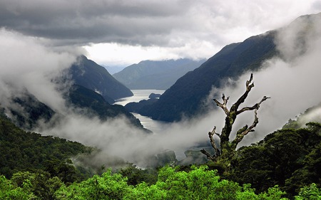 Picture Of Nature - trees, nature, picture, mist, landscape, myst, seaside, mountains