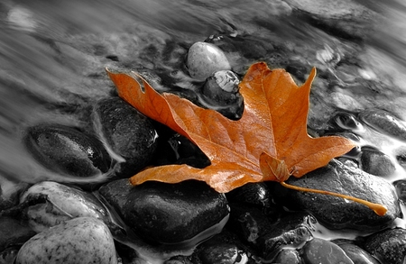 lifeless - leaf, yellow, grey, creek