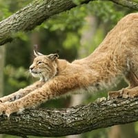 European Lynx