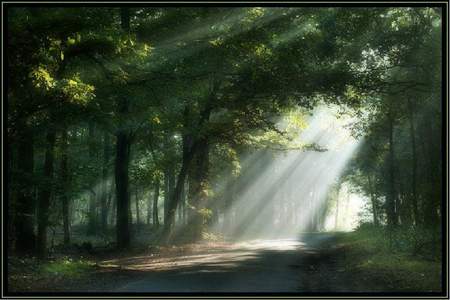 Forests - sun beam, trees