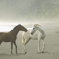 Wild Horses in Fog ,Osa Peninsula Costa Rica 