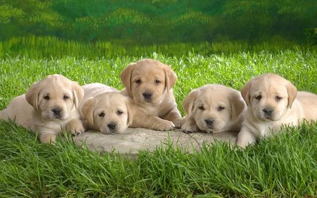 Five Lovely Labrador puppies  - puppies, lovely, labrador, five