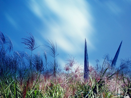 Wild field & Sky - beatiful, picture, scenery, korea, field, wild