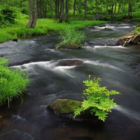 FOREST STREAM,JAPAN