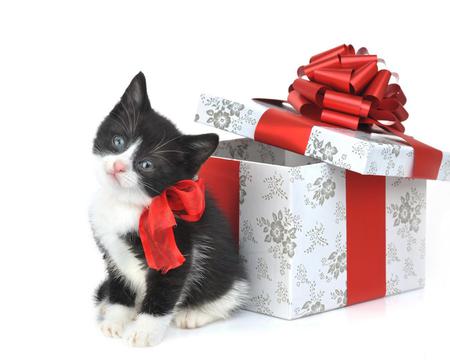 Christmas gift - black, white, x-mas, red, cute, holidays, sweet, kitty