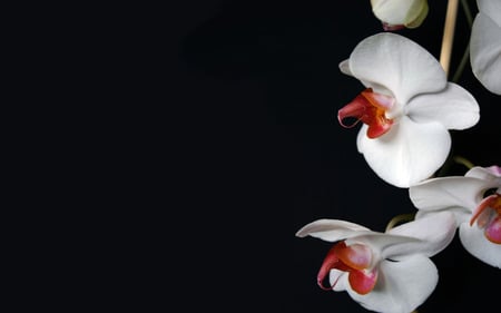 Nature Flowers  White Orchid        Flowers 008374 - orchid, flower, pretty, romantic