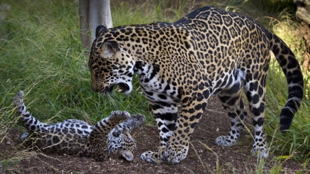 Jaguar Cub playing with Mom - wildlife, cub, animal, playing, mom, jaguar