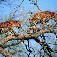 Leopards in Tree