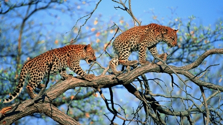 Leopards in Tree - Leopards, Animals, Tree, Wildlife