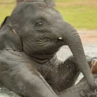 Baby Elephant Playing in Water