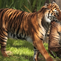 Mother Tiger Carrying her Cub