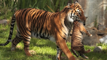 Mother Tiger Carrying her Cub - Tiger, Wildlife, Cub, Animal, Carrying, Mother