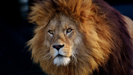 Majestic Male Lion - Wildlife, Lion, Animal, Majestic, Male