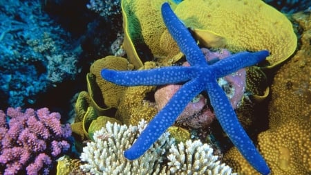 Starfish and Coral - Starfish, Coral, Nature, Sea