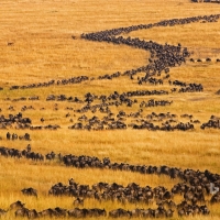 Blue Wildebeests On The Move For Their Annual Migration In Maasai Mara Kenya