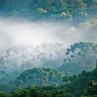 Brazillian Pines In The Atlantic Forest For Brazill's Independence Day