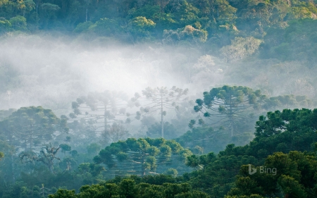 Brazillian Pines In The Atlantic Forest For Brazill's Independence Day