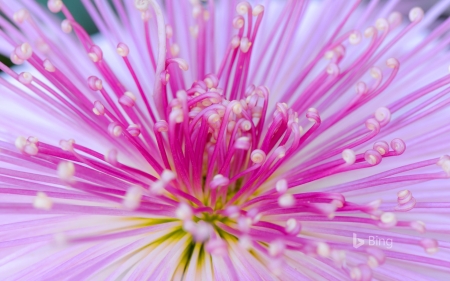 Chrysantheme Tokyo Japon