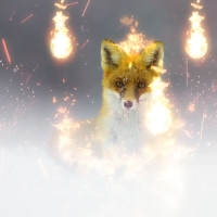 Sparks the fox