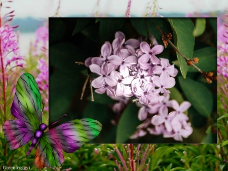 LILACS - image, lilacs, flowers, lovely