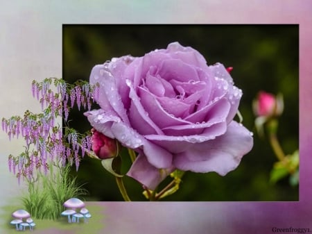 LILAC ROSE - image, flower, nature, rose