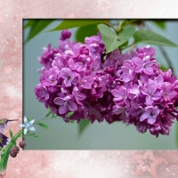 LILAC FLOWERS